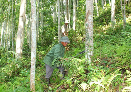 Đất rừng sản xuất có bị thu hồi
