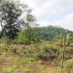 Đất rừng sản xuất có bị thu hồi không?